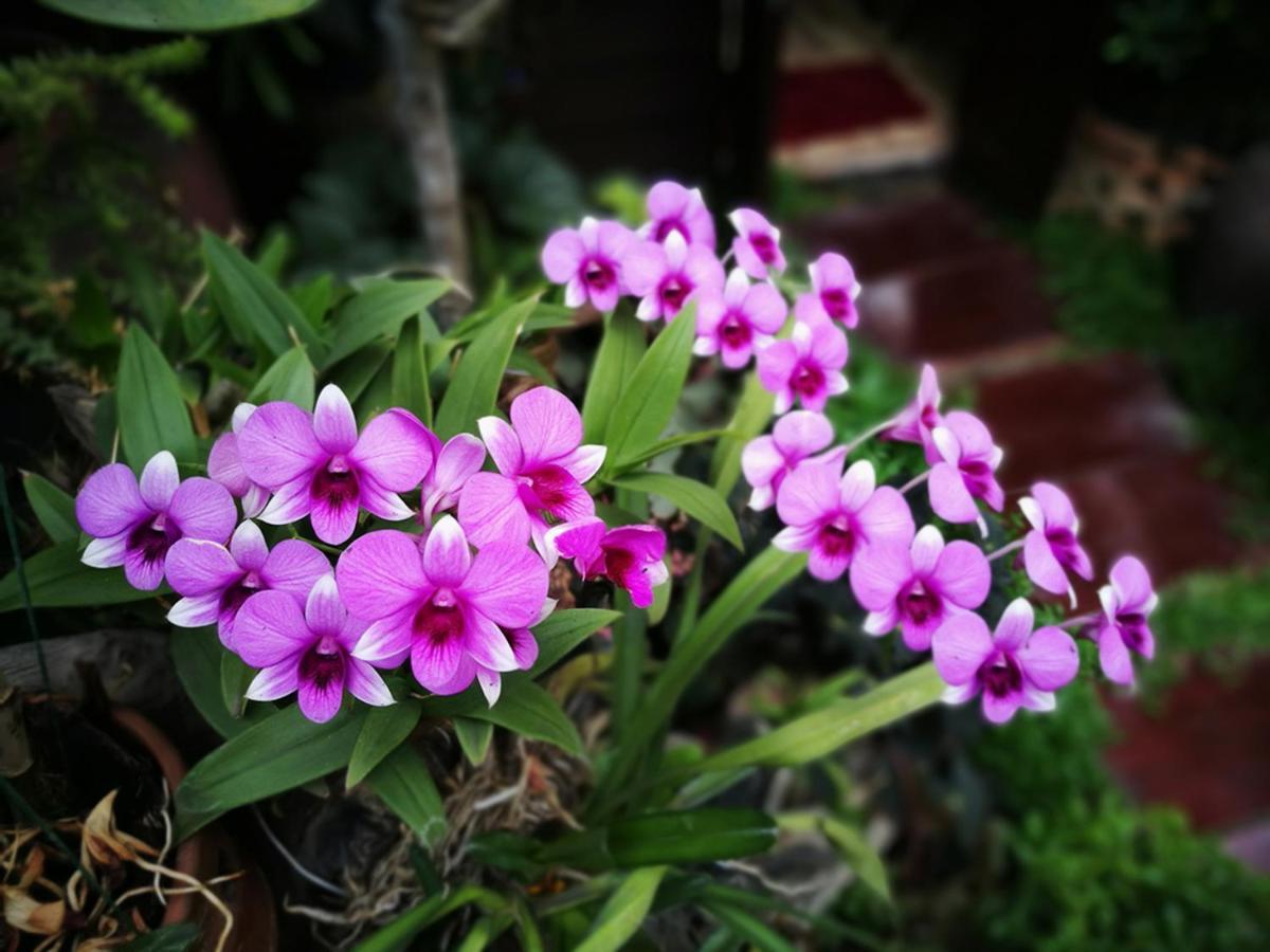 Hoh Rumah tetamu